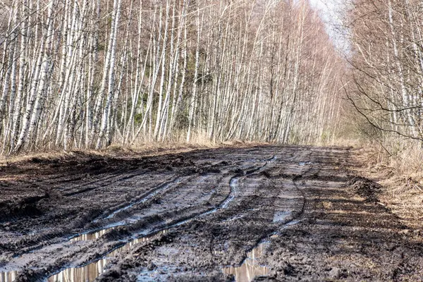 Bahar manzarası çamurlu bataklık, orman yolu, bahar, kirli ıslak yol dokusu, bahar