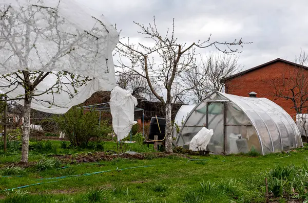 Tarım filmleriyle kaplı bitkiler, ağaçları ve çalıları bahar şekerlerinden korumak, düşük sıcaklıklarda çiçek açan çalıları korumak, soğuk bahar