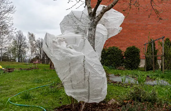 Tarım filmleriyle kaplı bitkiler, ağaçları ve çalıları bahar şekerlerinden korumak, düşük sıcaklıklarda çiçek açan çalıları korumak, soğuk bahar