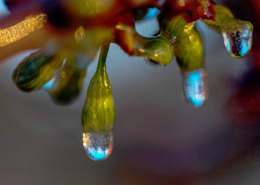 soyut buz, su ve bitki parçaları, ilkbaharda soğuk soğuk bir sabah, çiçek parçaları, seçici odak, ilkbahar