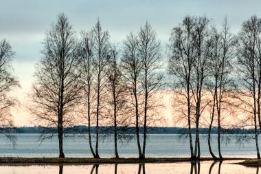 Su altında kalmış bir göl, arka planda karanlık ağaç siluetleri, sudaki ağaçların yansımaları, bahar manzarası, Letonya Burtnieku Gölü, Letonya