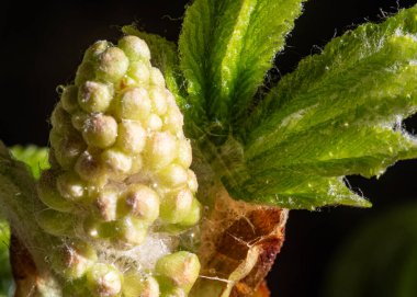 makro fotoğraf, çiçek kırıntısı yakın plan, ilkbahar çiçek şirketi, ilkbahar