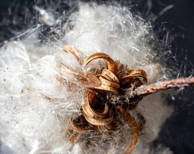 makro fotoğraf, çiçek kırıntısı yakın plan, ilkbahar çiçek şirketi, ilkbahar