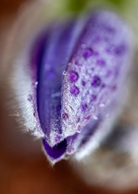 Mor bahar çiçekleri, Pulsatilla ilkbaharda patentini alır.