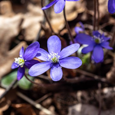 Mavi çiçekler, ilkbaharda Hepatica doğal bir arka planda, bahar
