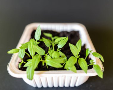 Pencere kenarında fidanlar, küçük bahçe bitkileri, bahçıvanın hobisi, bahar.