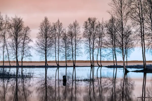 stock image landscape with a flooded lake, dark silhouettes of trees in the backlight, reflections of trees in the water, spring landscape, Lake Burtnieku, Latvia