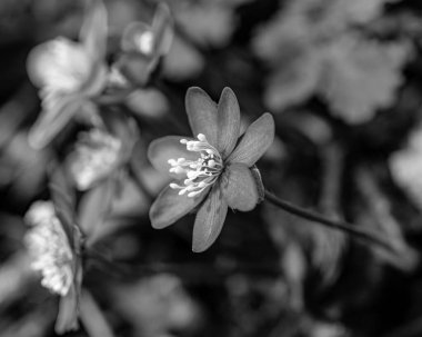 siyah ve beyaz fotoğraf, mavi çiçekler, ilkbaharda Hepatica doğal arka planda, bahar