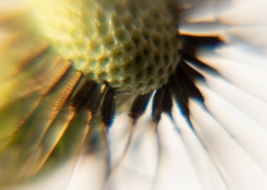 Bahar çiçekleri, baharın müjdecileri ilkbaharda açan ilk çiçekler, yakın plan çiçekler.