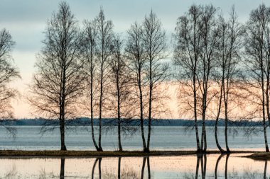 Su altında kalmış bir göl, arka planda karanlık ağaç siluetleri, sudaki ağaçların yansımaları, bahar manzarası, Letonya Burtnieku Gölü, Letonya