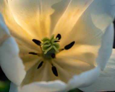 Lale çiçekleriyle fotoğraf, baharın habercileri, ilkbaharda açan ilk çiçekler, yakın çekim manzarası.