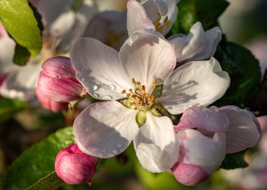 Bahar çiçekleri, baharın müjdecileri ilkbaharda açan ilk çiçekler, yakın plan çiçekler.