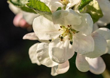 Bahar çiçekleri, baharın müjdecileri ilkbaharda açan ilk çiçekler, yakın plan çiçekler.