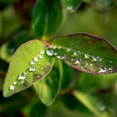 Baharın ilk yeşil bitkileri, baharın müjdecileri, doğanın ilk yeşilliği, harika zaman.
