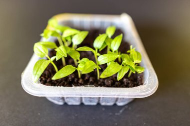 Pencere kenarında fidanlar, küçük bahçe bitkileri, bahçıvanın hobisi, bahar.