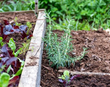Seranın içi, baharın baharı, baharın konsepti, ilkbaharın yeşillikleri ve çiçekleri, baharın baharı.