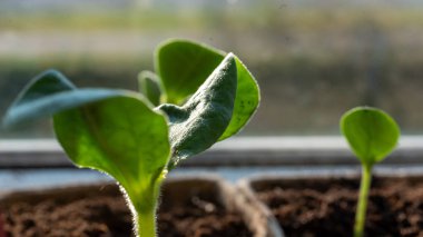 Seranın içi, baharın baharı, baharın konsepti, ilkbaharın yeşillikleri ve çiçekleri, baharın baharı.
