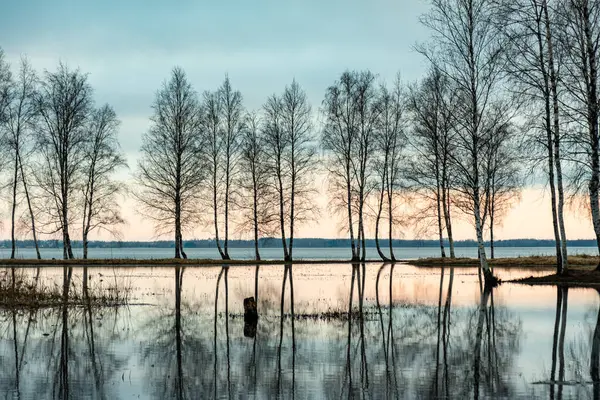 stock image landscape with a flooded lake, dark silhouettes of trees in the backlight, reflections of trees in the water, spring landscape, Lake Burtnieku, Latvia