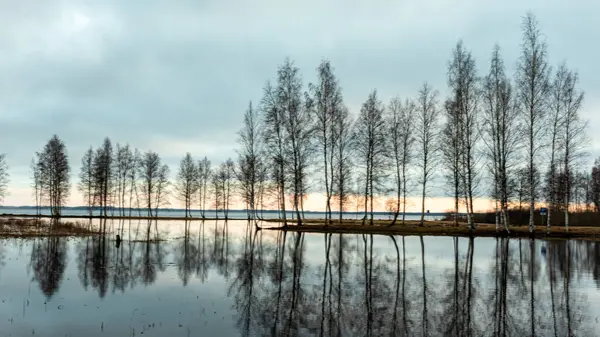 stock image landscape with a flooded lake, dark silhouettes of trees in the backlight, reflections of trees in the water, spring landscape, Lake Burtnieku, Latvia