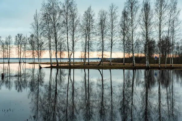 stock image landscape with a flooded lake, dark silhouettes of trees in the backlight, reflections of trees in the water, spring landscape, Lake Burtnieku, Latvia