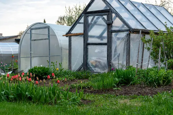 stock image landscape with film greenhouse, spring in the garden, gardener's concept, first spring greens and flowers