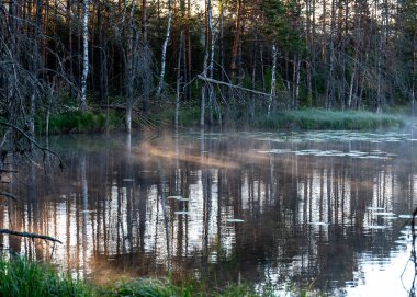 Gündoğumu, bataklık gölü yakınlarındaki gün batımı manzarası, sabah sisi, suda yansımalar, geleneksel bataklık gölü bitkisi, Letonya