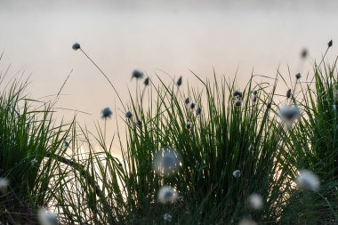 Pamuk çimi, kuzey yarımkürede, ılıman bataklıklarda ve tundrada, ıslak ormanlarda, Eriophorum vajinasında, sisli arka planda yaygındır.