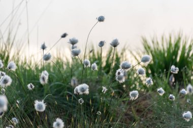 Pamuk çimi, kuzey yarımkürede, ılıman bataklıklarda ve tundrada, ıslak ormanlarda, Eriophorum vajinasında, sisli arka planda yaygındır.