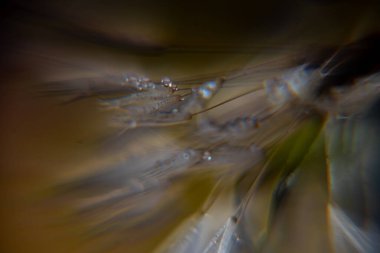 Karahindiba tüylü makro fotoğraf, sabah çiğ tanecikli karahindiba, yumuşak renkli arka plan, çiğ damlaları