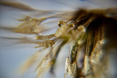 Karahindiba tüylü makro fotoğraf, sabah çiğ tanecikli karahindiba, yumuşak renkli arka plan, çiğ damlaları