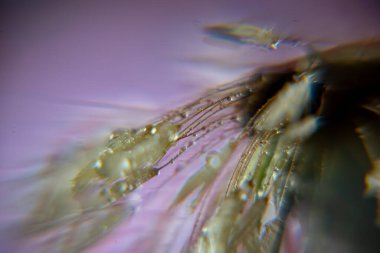 Karahindiba tüylü makro fotoğraf, sabah çiğ tanecikli karahindiba, yumuşak renkli arka plan, çiğ damlaları