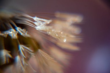 Karahindiba tüylü makro fotoğraf, sabah çiğ tanecikli karahindiba, yumuşak renkli arka plan, çiğ damlaları