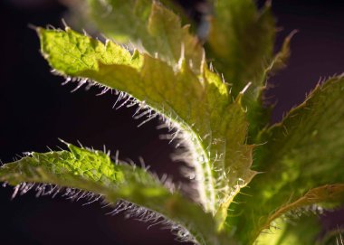 Güzel yeşil haşhaş yaprakları, makro fotoğrafçılık, yaz.
