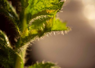 Güzel yeşil haşhaş yaprakları, makro fotoğrafçılık, yaz.