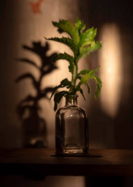 Güzel yeşil gelincik yaprakları, duvarda ilginç gölgeler, makro fotoğrafçılık, yaz.