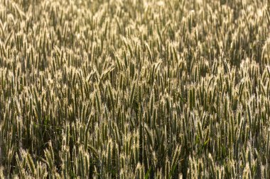 Sisli bir sabahtan sonra manzara, sislerin içinde gün doğumu, bulanık ve bulanık ağaç ve bitki siluetleri, yaz mevsimi,