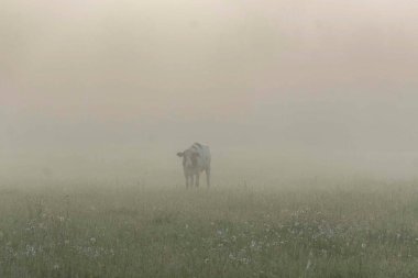 Sisli bir sabahtan sonra manzara, sisli bir gün doğumu, otlakta ot yiyen bir inek ailesi, yaz mevsimi.
