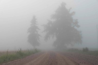Sisli bir sabahtan sonra manzara, sislerin içinde gün doğumu, bulanık ve bulanık ağaç ve bitki siluetleri, yaz mevsimi,
