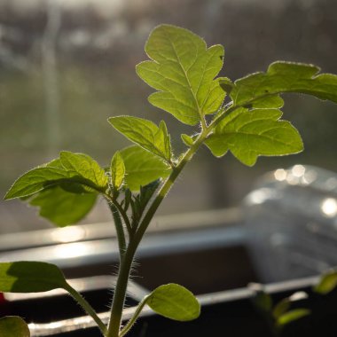 Seranın içi, baharın baharı, baharın konsepti, ilkbaharın yeşillikleri ve çiçekleri, baharın baharı.