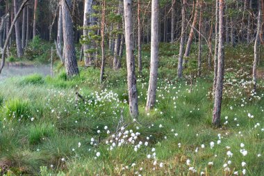 Pamuk çimi, kuzey yarımkürede, ılıman bataklıklarda ve tundrada, ıslak ormanlarda, Eriophorum vajinasında, sisli arka planda yaygındır.