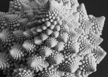 Lahananın yakın plan fotoğrafı, yaprakların ortasında dallanmış kızıllık, botanikte karnabahar, makro resim.