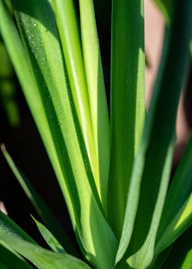 makro fotoğraf, pencere kenarındaki bitki güneş ışığı arka planında büyüyen tohum, bahçıvanın konsepti.