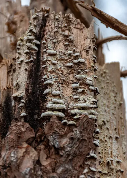 stock image abstract tree growth, old tree trunk, nature prints on wood, spring