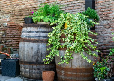 Şarap depoları, şarap deposu için eski zaman kil sürahileri, Georgia, yaz.