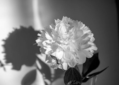 Durgun hayat beyaz noktalı çiçekli, arka planda sessiz gölgeler, yumuşak akşam ışığı, bulanık arka plan