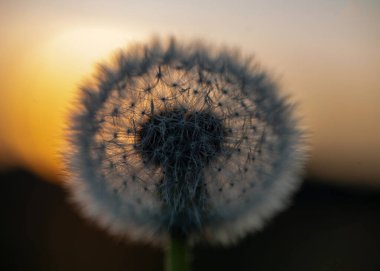 Bahar çiçekleri, baharın müjdecileri ilkbaharda açan ilk çiçekler, yakın plan çiçekler.