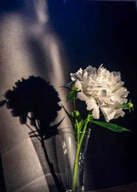 Still life with white poinsettia flower, quiet shadows in the background, soft evening light, blurred background clipart