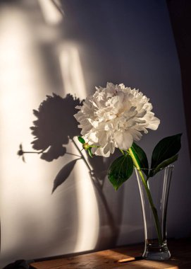 Durgun hayat beyaz noktalı çiçekli, arka planda sessiz gölgeler, yumuşak akşam ışığı, bulanık arka plan