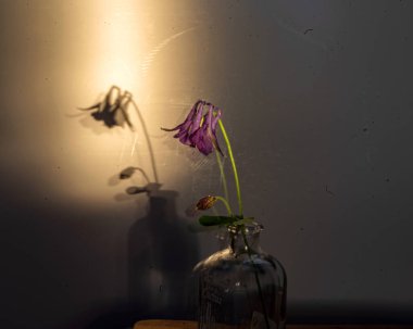 Çiçekli bir hayat, arka planda sessiz gölgeler, yumuşak akşam ışığı, bulanık arka plan.