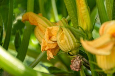 kabak çiçeği yakın plan, makro fotoğraf, renkli arka plan, doğada yaz.